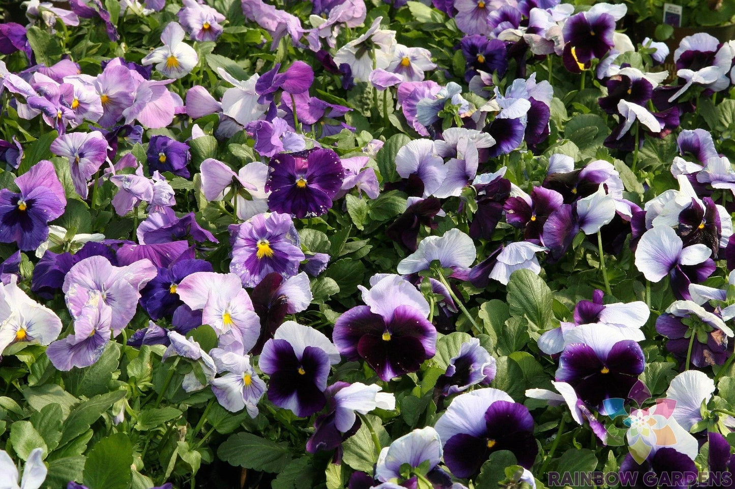 200+ Delta Beaconsfield Pansy Seeds - Viola - Garden Flower Seeds - USA