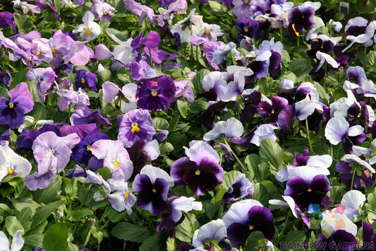 200+ Delta Beaconsfield Pansy Seeds - Viola - Garden Flower Seeds - USA