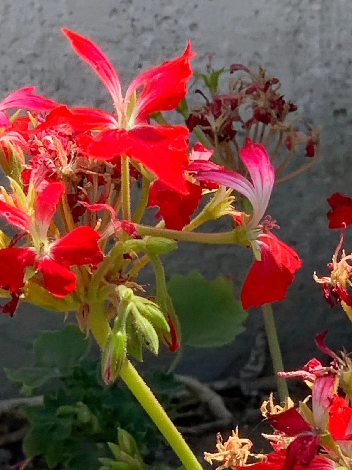 Geranium Cuttings 6" Live Pelargonium FIREWORKS Red Unrooted Flower Plant