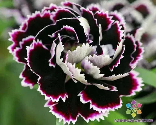 200+ Chianti Carnation Seeds - Black & White Variety - Perfect for Garden Planting - Dianthus caryophyllus