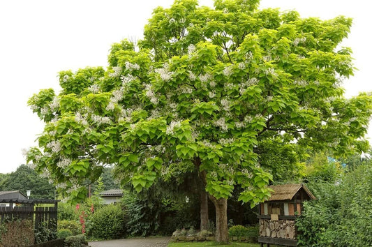 Catalpa Tree Seeds - 50 Pack for Planting - Large Leaves & Beautiful Flowers - Catalpa bignonioides