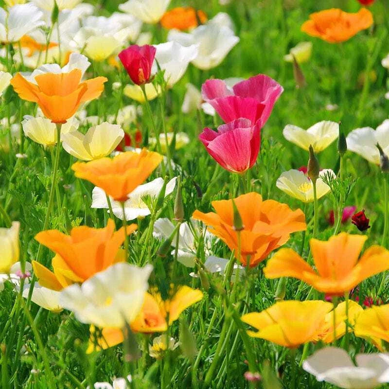 California Poppy Seed Mix, Multiple Colors, California State Flower, Eschscholzia californica, Free Shipping