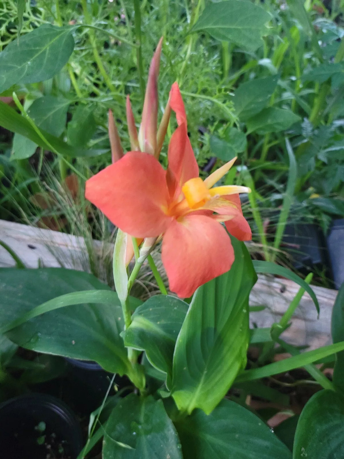 Canna Cannova Orange Shades Live Plant Plugs - Well-Rooted Garden Planters - Vibrant Orange Foliage