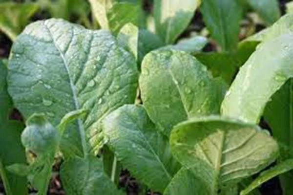 Mustard Greens Seeds, Tendergreen Heirloom, Non-GMO, 25+ Seeds, Green, Brassica juncea