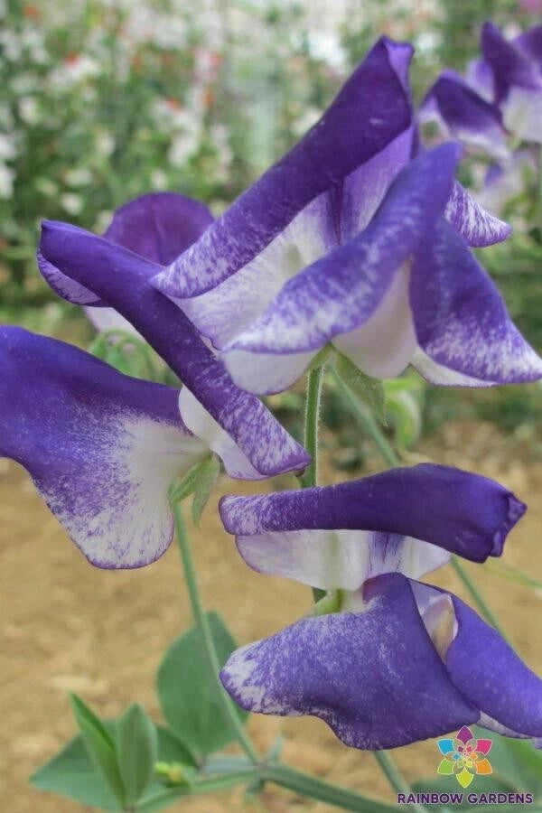 50+ Solway Sapphire Sweet Pea Seeds - Semi-Dwarf Variety for Garden - Lathyrus odoratus - USA - Free Shipping