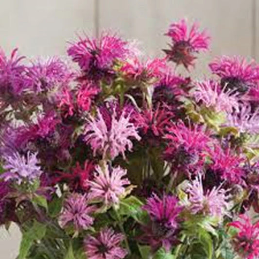 Bee Balm Seeds - 100 Double Mix Hummingbird Flower Seeds - Monarda didyma for Garden Planting