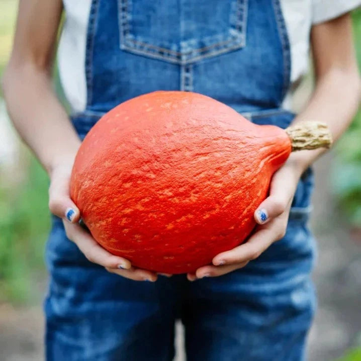 Baby Red Hubbard Squash - 5/8 lbs - Organic Heirloom - Non-GMO - Orange Hokkaido Variety