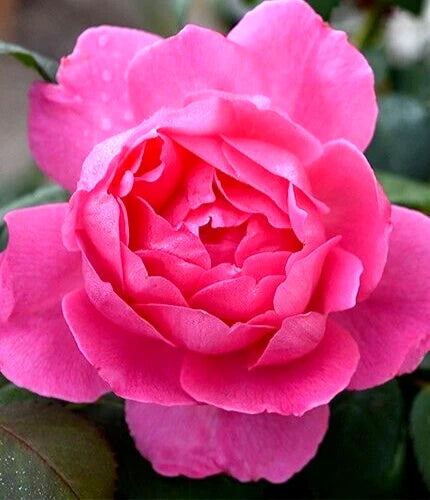 Hybrid Tea Rose Bush 1-2 ft Pink Inspiration Rosa Live Plant Fragrant Peony-Like Blooms Disease Resistant