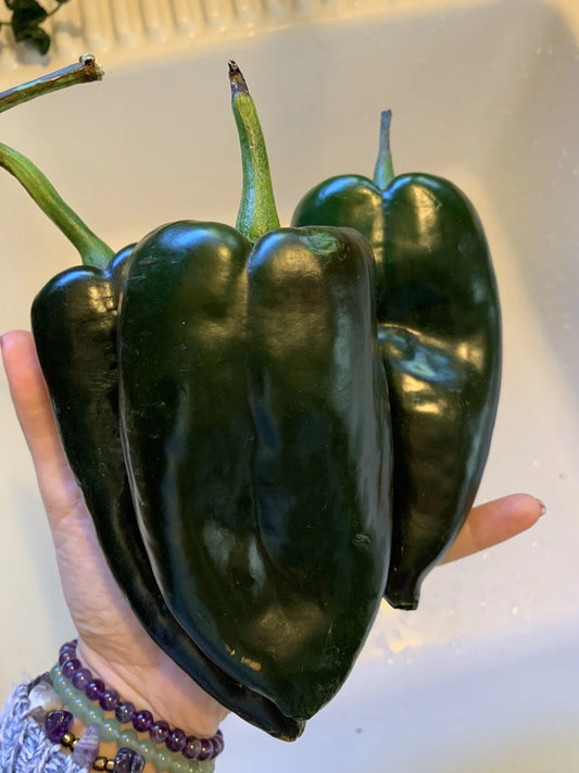 Ancho Poblano Chili Pepper Seeds - 25 Organic NON-GMO Heirloom Seeds for Salsa - Capsicum annuum