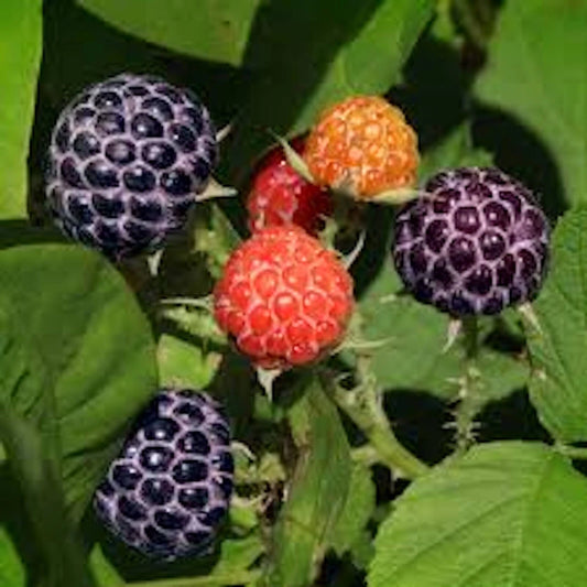 10 Glencoe Raspberry Plants, Thornless, Purple Fruit, Rubus idaeus, Bare Root Garden Starter