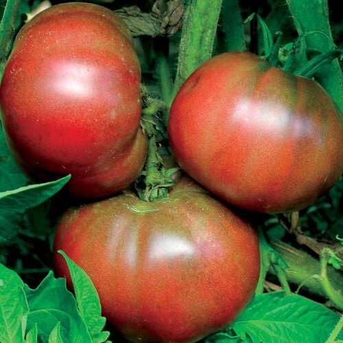 Black From Tula Tomato Seeds 50 Ct - Heirloom Non-GMO Vegetable Garden Seeds - Solanum lycopersicum