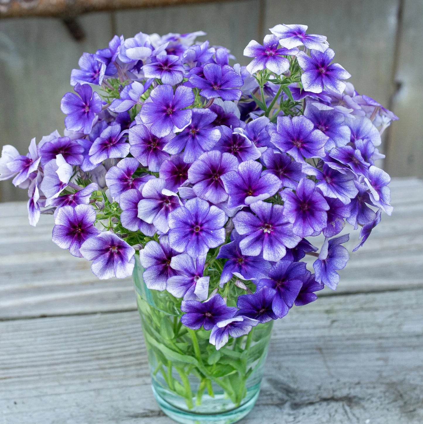 Blueberry Swirl Phlox Seeds - 100+ Seeds for Garden Planting - Phlox paniculata - USA