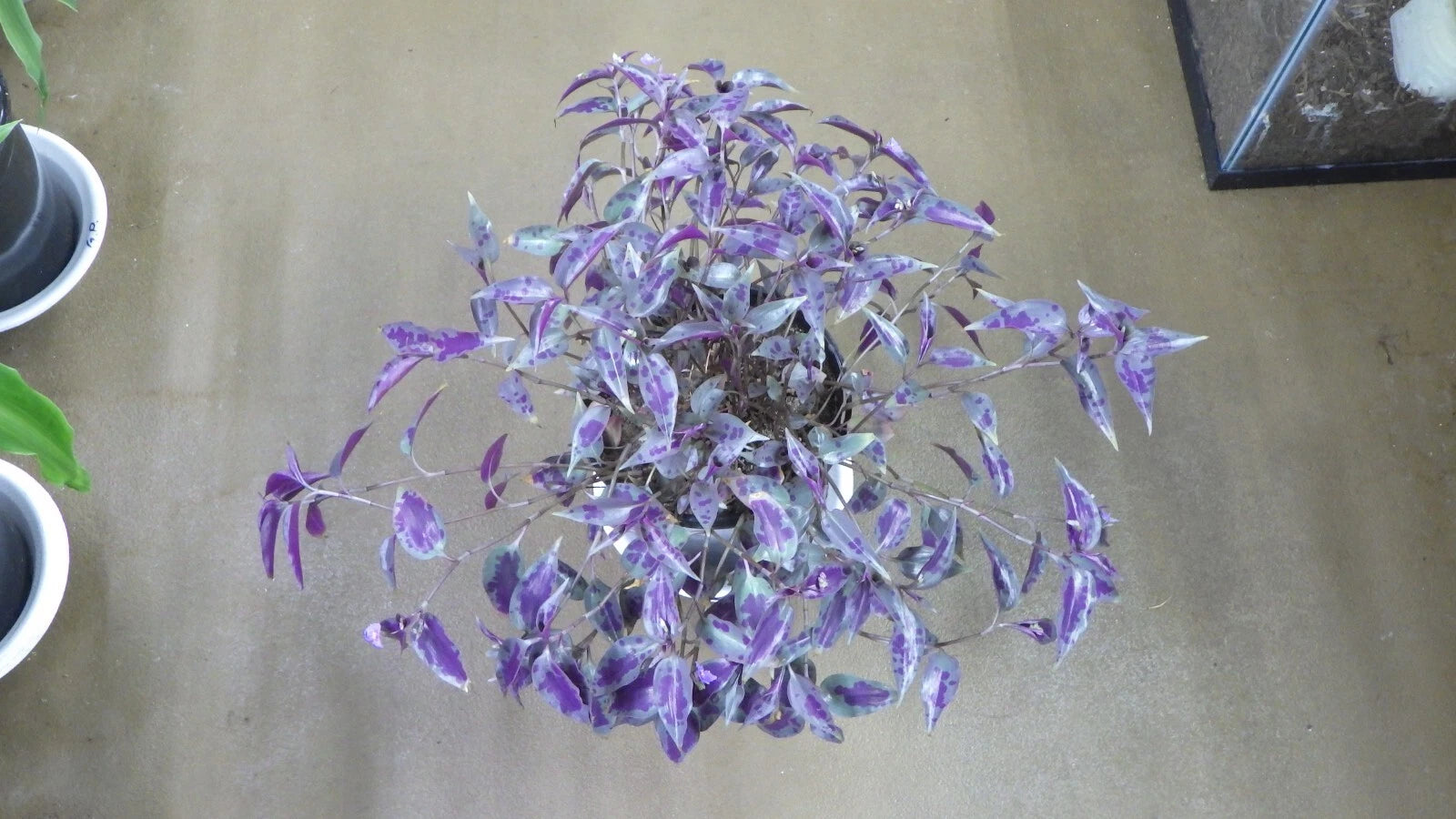 Tinantia Pringlei Cuttings - "Mexican Speckled" Wandering Jew - Indoor House Plant Cuttings