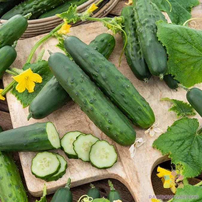 Marketer Cucumber Seeds - 25+ Pack - Garden Planting - Cucumis sativus - USA