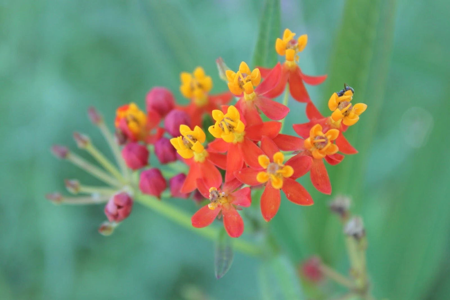 Asclepias Seeds, 25 Pack, Silky Deep Red, Butterfly Weed, Asclepias tuberosa