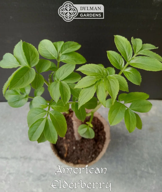 American Elderberry Plants - 6 to 8 Inches - Sambucus canadensis - Live Dormant Plants for Gardens & Landscaping