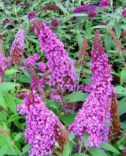 Butterfly Bush Seeds, 210 Count, Lavender, Buddleia davidii, Hardy, Beautifully Scented