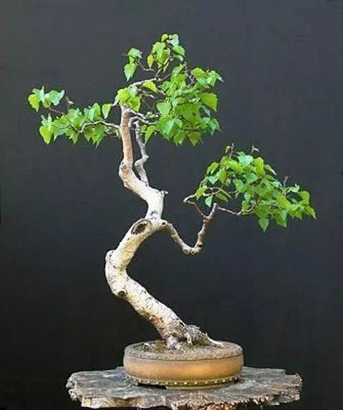 Bonsai Tree Seeds, White Paper Birch, 100+ Seeds for Planting, Made in USA, Betula papyrifera