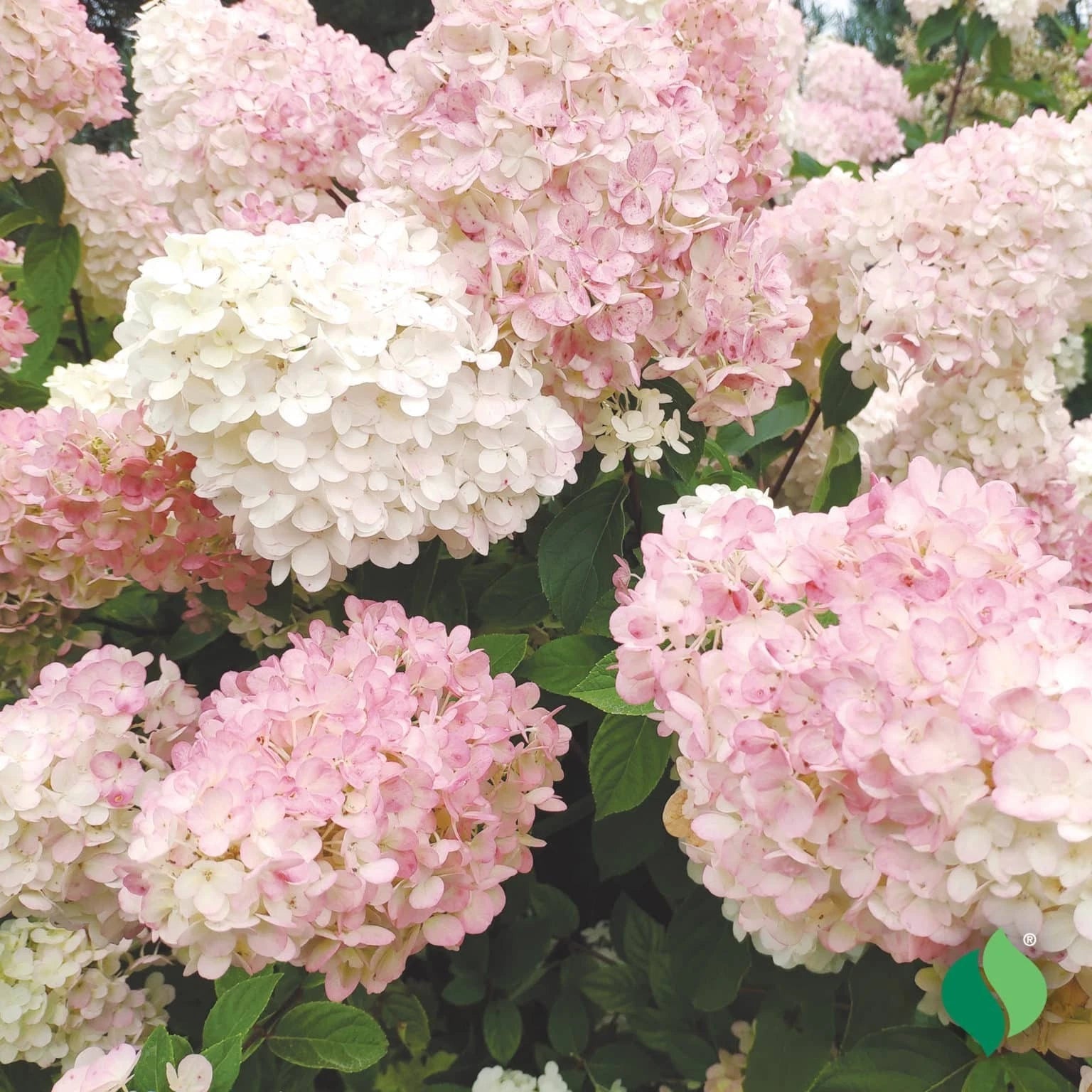 Hydrangea Rooted Plant - Pink PeeGee Variety - Healthy Flowering Shrub - Hydrangea paniculata