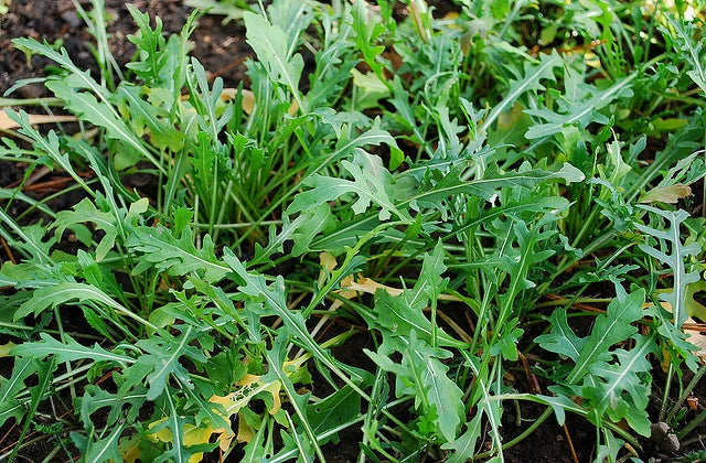 Arugula Herb Seeds - Wild Variety, 400+ Fresh Seeds - Brassica rapa subsp. sylvestris