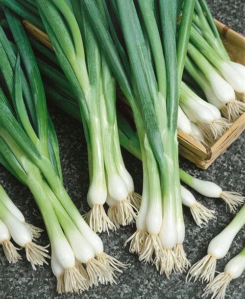 Bunching Onion Seeds - White Lisbon - 100 to 2000 Seeds - Green Scallions for Spring Salad Garden
