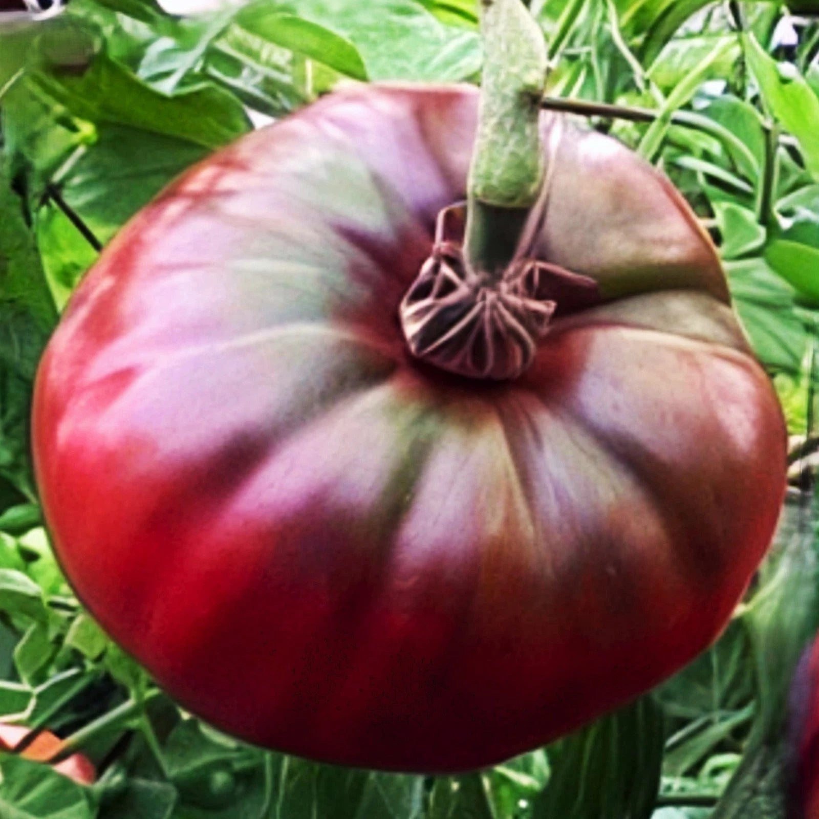 Cherokee Purple Tomato Seeds - Heirloom Beefsteak Variety for 2025 Planting, Solanum lycopersicum