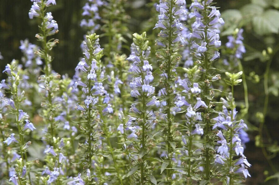 Great Blue Lobelia Seeds - Native Wildflower for Shade Gardens - Ideal for Poor Soils - Lobelia siphilitica