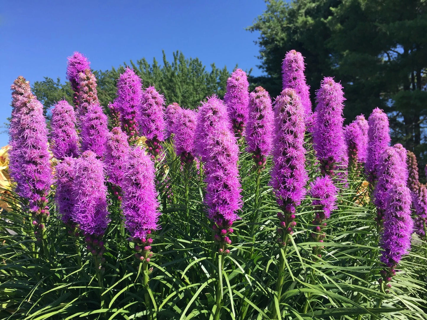 Liatrus Spikata Seeds - 100 Count - Mostly Purple with a Few White - Blazing Star, Gayfeather