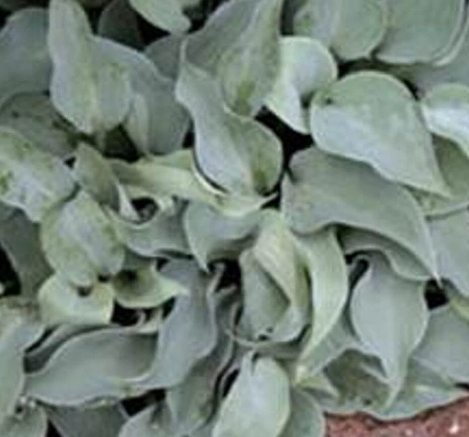 Bare Root Gemstone Hosta Plants - Medium Size, Blue & Green Foliage, Perennial (Hosta spp.) - 2 Roots for Outdoor Gardens