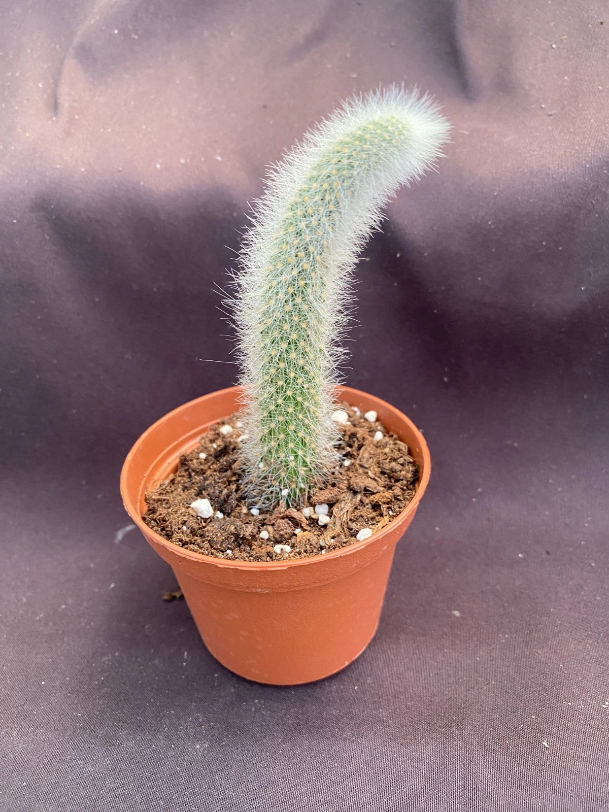 Monkey Tail Cactus Plant - 3" Pot - Cleistocactus colademononis - Unique, Spiky Green Succulent for Home Decor