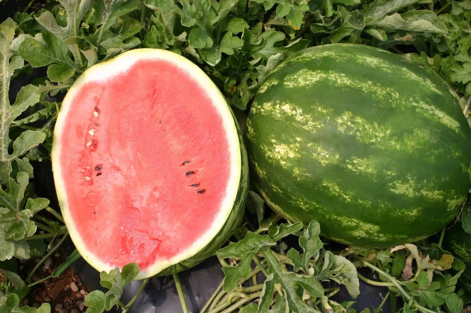 Top Gun Watermelon Seeds - 50+ Count - Ideal for Garden Planting - Citrullus lanatus - USA - Free Shipping