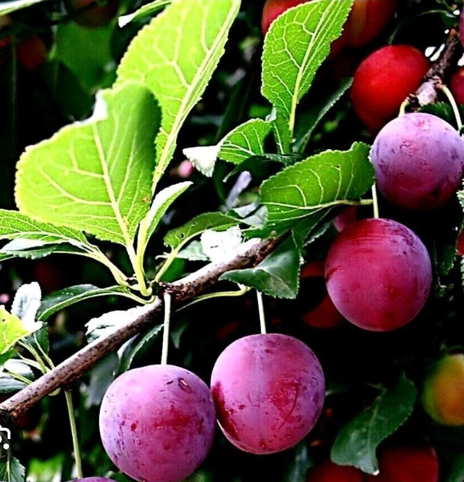 American Plum & Korean Giant Pear Cuttings - 5 Rooting Grafting Plant Propagation - Prunus americana & Pyrus pyrifolia