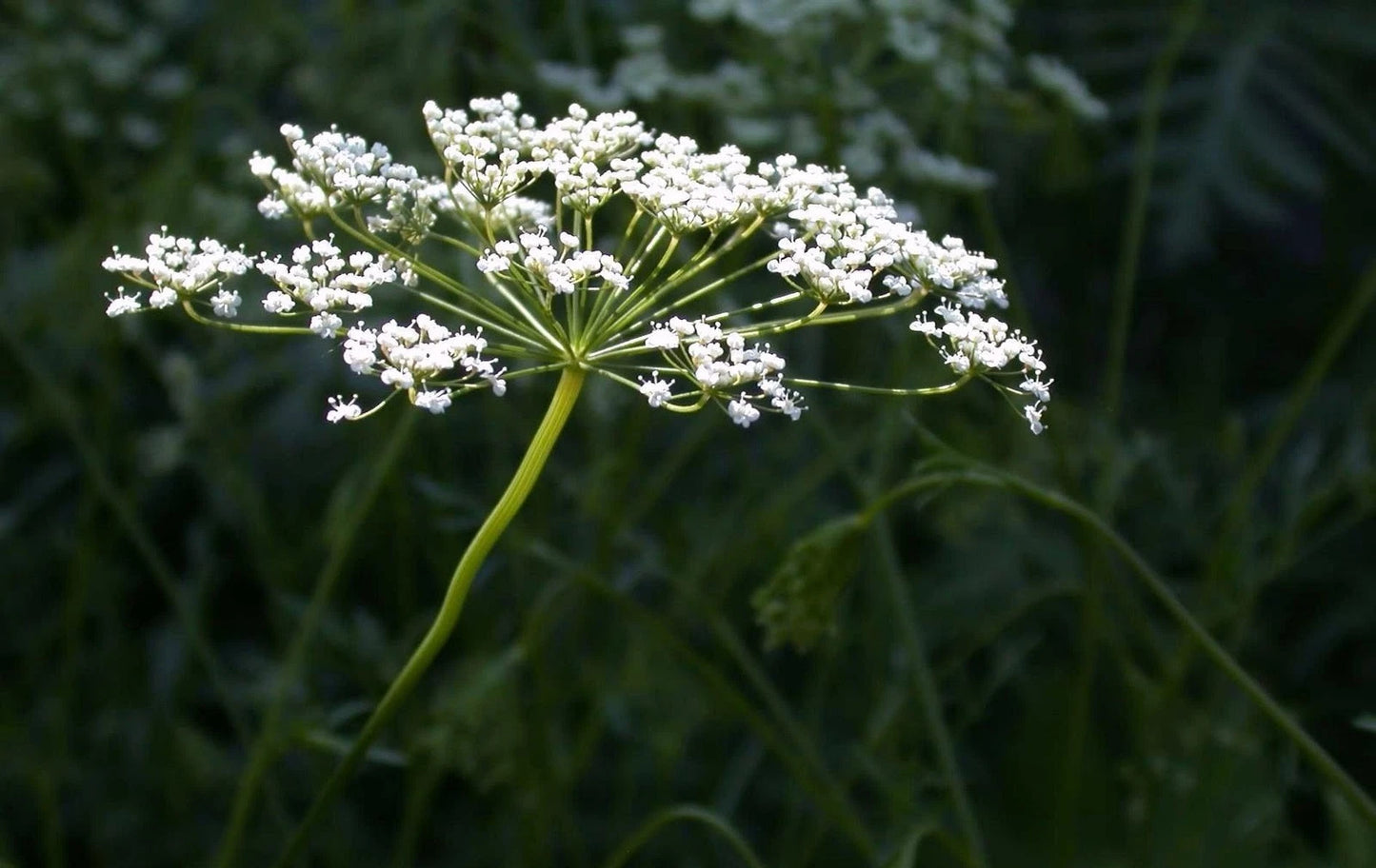 Anise Herb Seeds - Non-GMO Heirloom - Licorice Flavor - Multiple Sizes Available - Pimpinella anisum