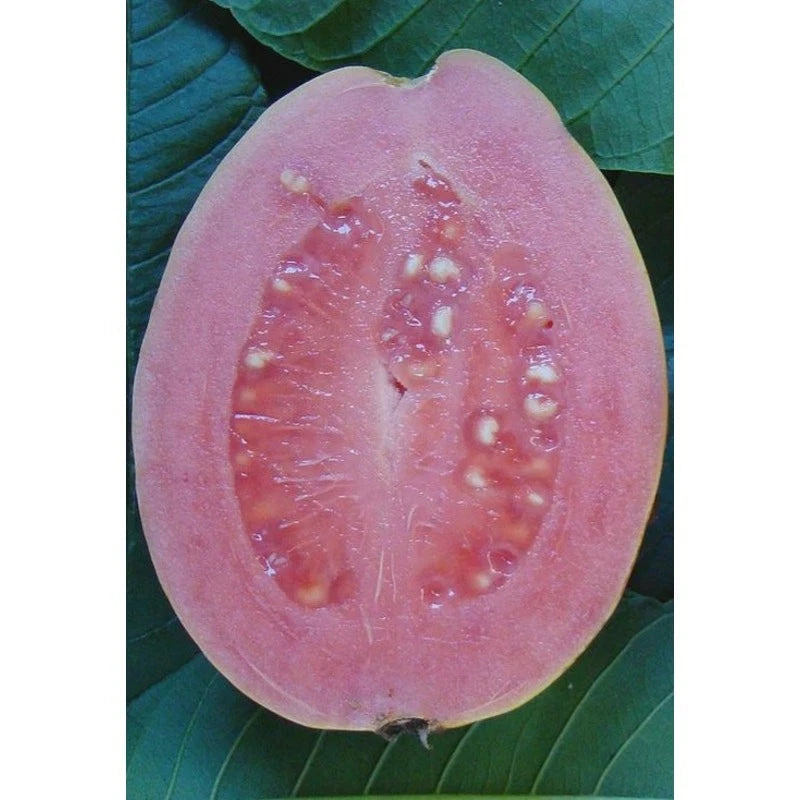 Barbie Pink Guava Quart Pot Live Rooted Cutting - Psidium guajava Plant for Home Garden, Tropical Fruit Variety