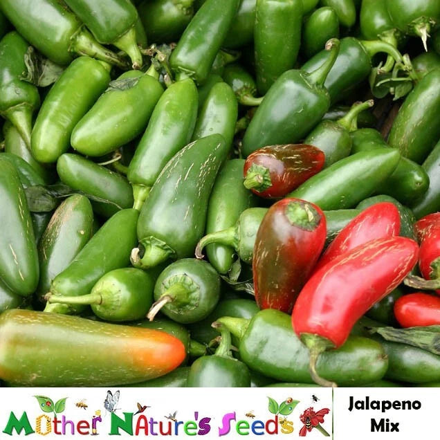 Jalapeno Hot Pepper Seeds - 100 Heirloom Non-GMO Seeds - Medium 5,000 Scoville Poppers - Capsicum annuum