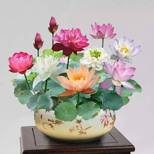Mixed Color Bonsai Lotus Flower Seeds - 15pcs, Nymphaea Species - Ideal for Indoor & Outdoor Ponds