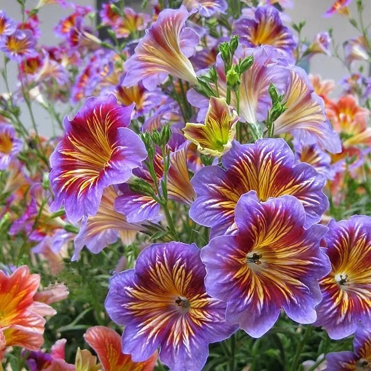 Chilean Morning Glory Seeds - 100pcs Mixed Color Blooms - Ipomoea purpurea - Vibrant Garden Flowers