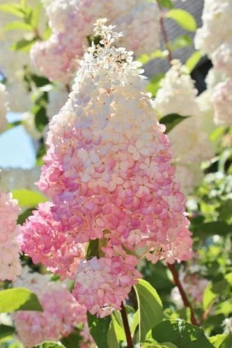 Hydrangea Seeds - 5 Light Strawberry Perennial Flower Seeds - Hydrangea macrophylla - US Seller