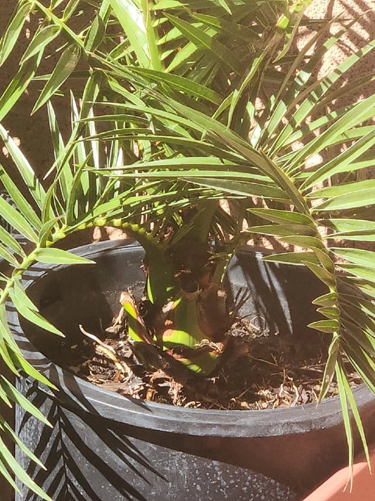 Canary Island Date Palm Tree - 38+ Inches - Phoenix Canariensis - 7+ Years Old Exotic Indoor/Outdoor Plant