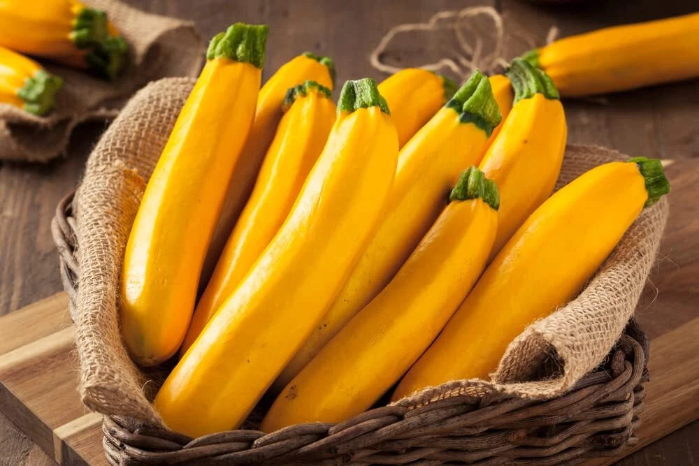 Goldy Squash Seeds - 10 Pack - Golden Zucchini Variety - Cucurbita pepo