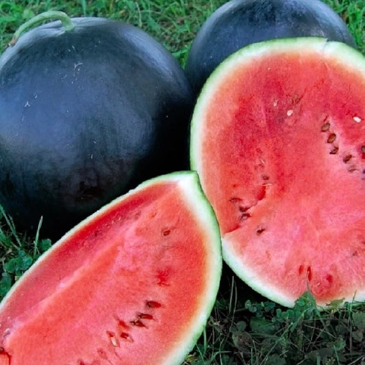 Black Diamond Watermelon Seeds | Heirloom NON-GMO Seeds | 25 Seeds | Citrullus lanatus