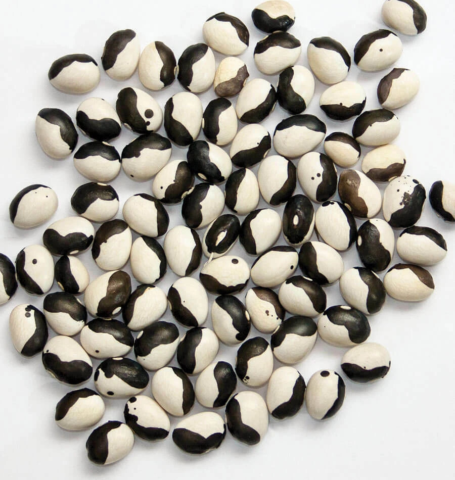 Calypso Bean Seeds - Fresh Soup Bean Seeds - Heirloom Variety - Phaseolus vulgaris - Free Shipping Available