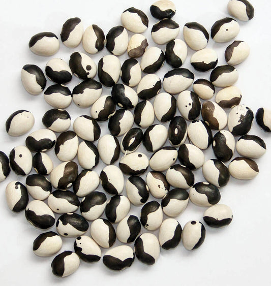 Calypso Bean Seeds - Fresh Soup Bean Seeds - Heirloom Variety - Phaseolus vulgaris - Free Shipping Available