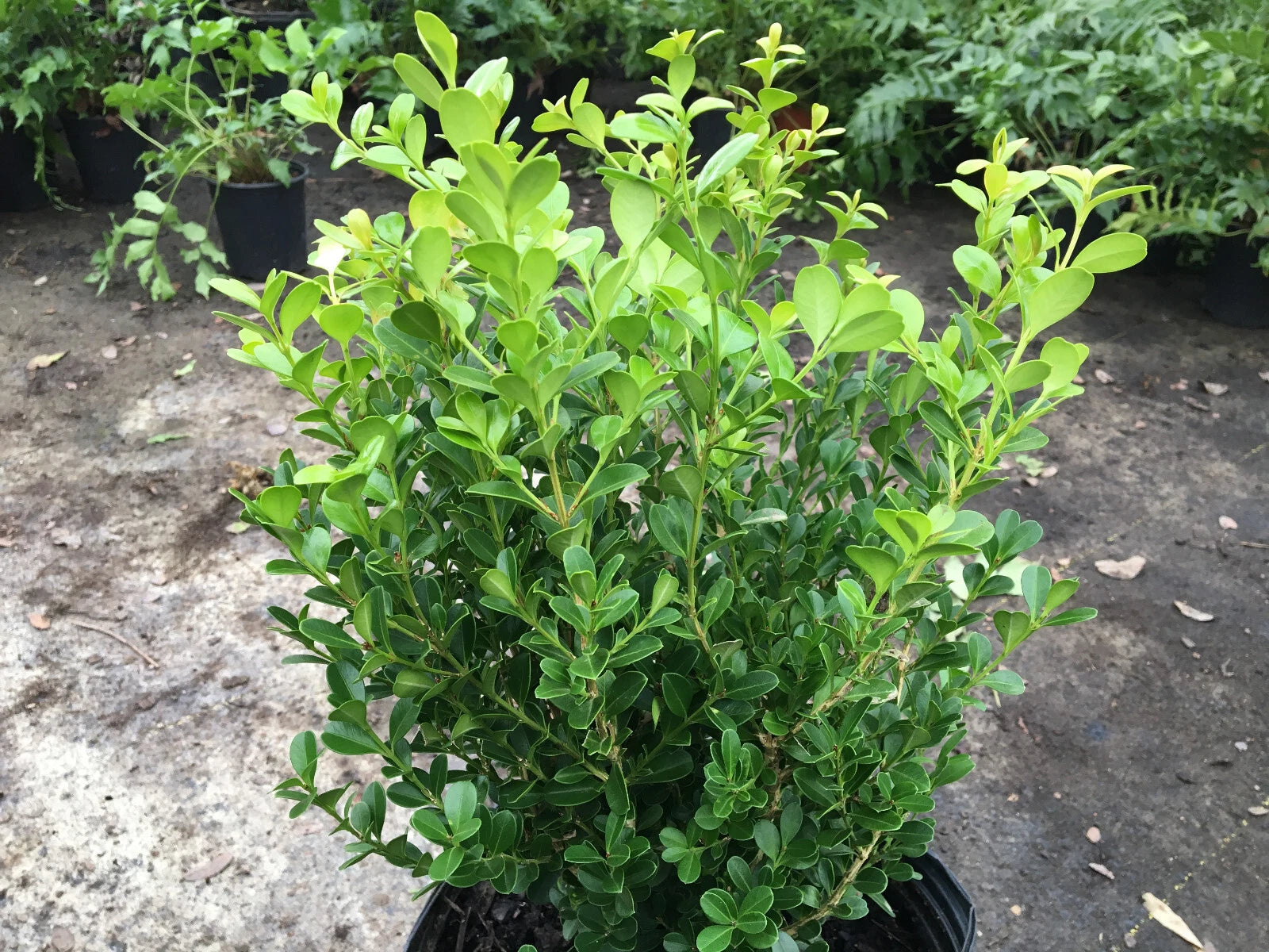 Japanese Boxwood Cuttings Set of 12 Unrooted Bush Hedge, Buxus microphylla, Ideal for Landscaping and Garden Design