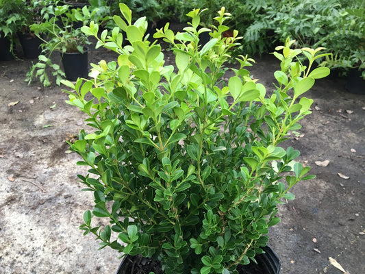 Japanese Boxwood Cuttings Set of 12 Unrooted Bush Hedge, Buxus microphylla, Ideal for Landscaping and Garden Design