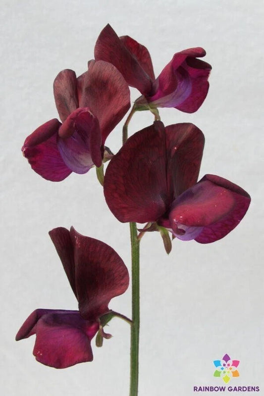 Black Knight Sweet Pea Seeds - 50+ Pack - Heirloom Variety - Lathyrus odoratus - USA Grown, Free Shipping