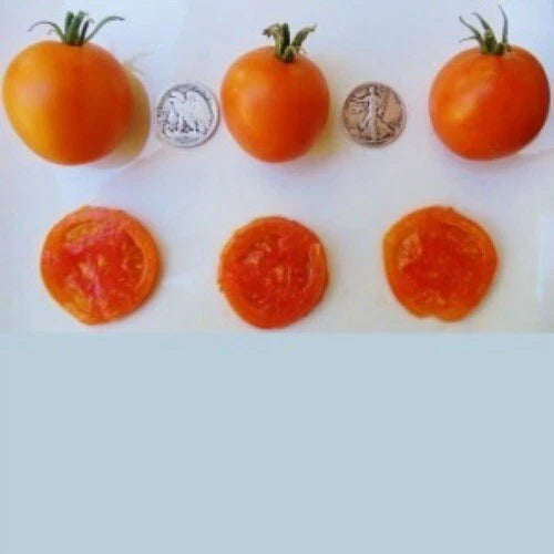 Jaune Flammee Tomato Seeds - 25 Count - Chef Favorite - Lycopersicon esculentum - 2023 Harvest