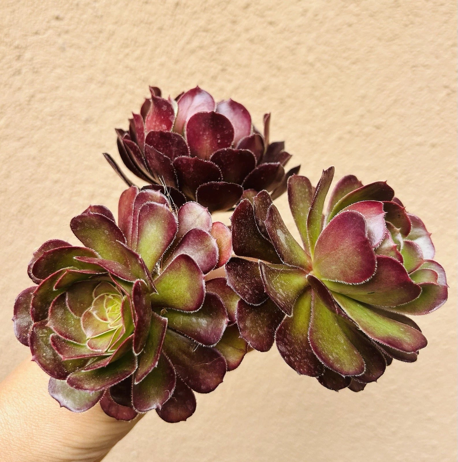 Aeonium Voodoo Cutting - 4" Rare Limited Aeonium Succulent - Unique Dark Purple Color - Perfect for Plant Collectors