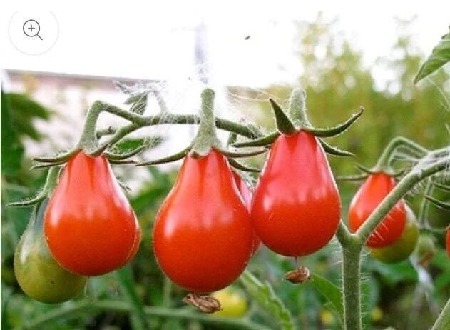 Red Pear Tomato Seeds - Heirloom Non-GMO, Flavorful Variety, Solanum lycopersicum - Tracking Included