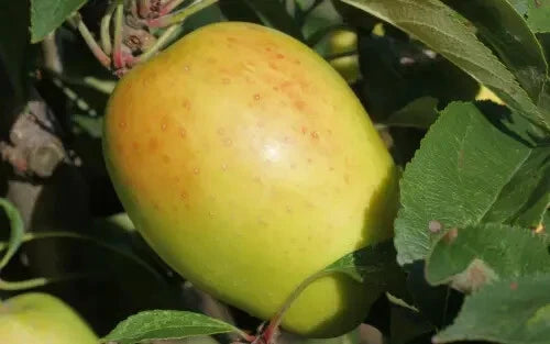 Kandil Sinap Apple Seeds - 25+ Seeds for Garden Planting - Malus domestica - USA